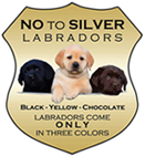 no to silver labradors!
